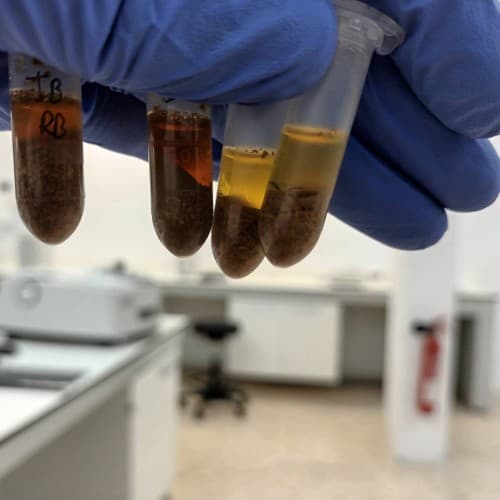 A gloved hand holds four small test tubes containing brown sediment at the bottom and a clear to yellowish liquid layer on top, with 'IB' and 'RB' labels visible on one tube, in a laboratory setting.